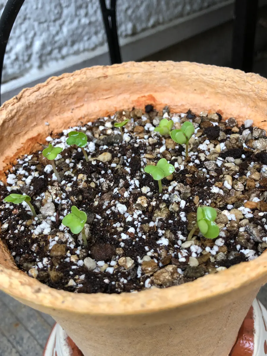 ラディッシュの芽弟のお嫁さんからエ「鉢植え②2022春〜」の