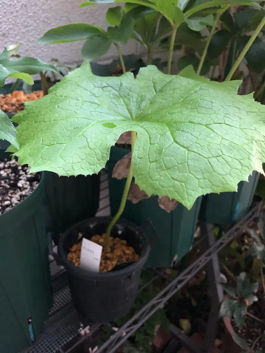 サンカヨウ山野草です。ネットで購入「鉢植え②2022春〜」の