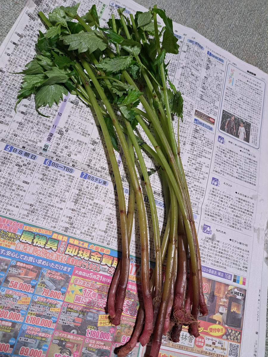 ミズ(ウワバミソウ)秋田は山菜の季節私のふるさと紹介｜アルバム