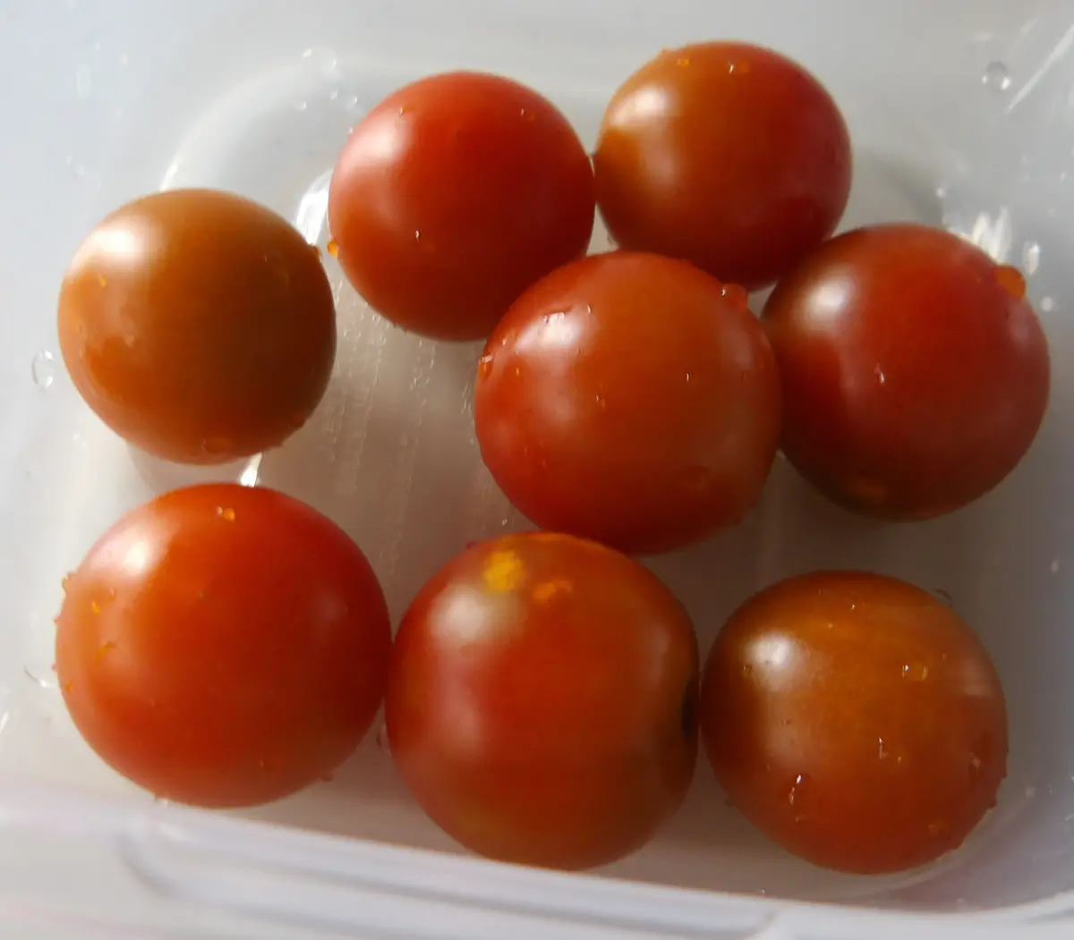 トマトの写真-みんなの趣味の園芸2717776