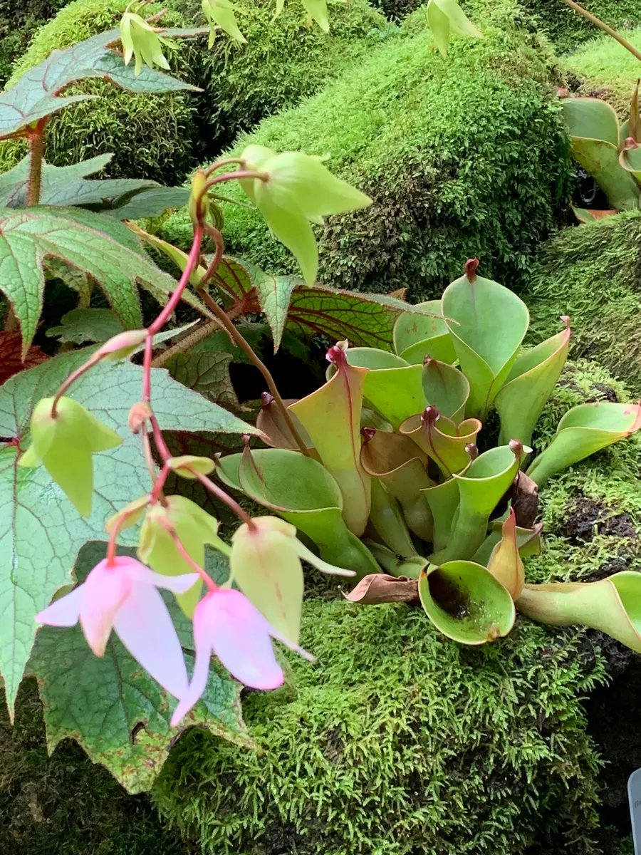 とっておきし福袋 ヘリアンフォラ ヘリアン交配種 つよかっ 食虫植物 その他