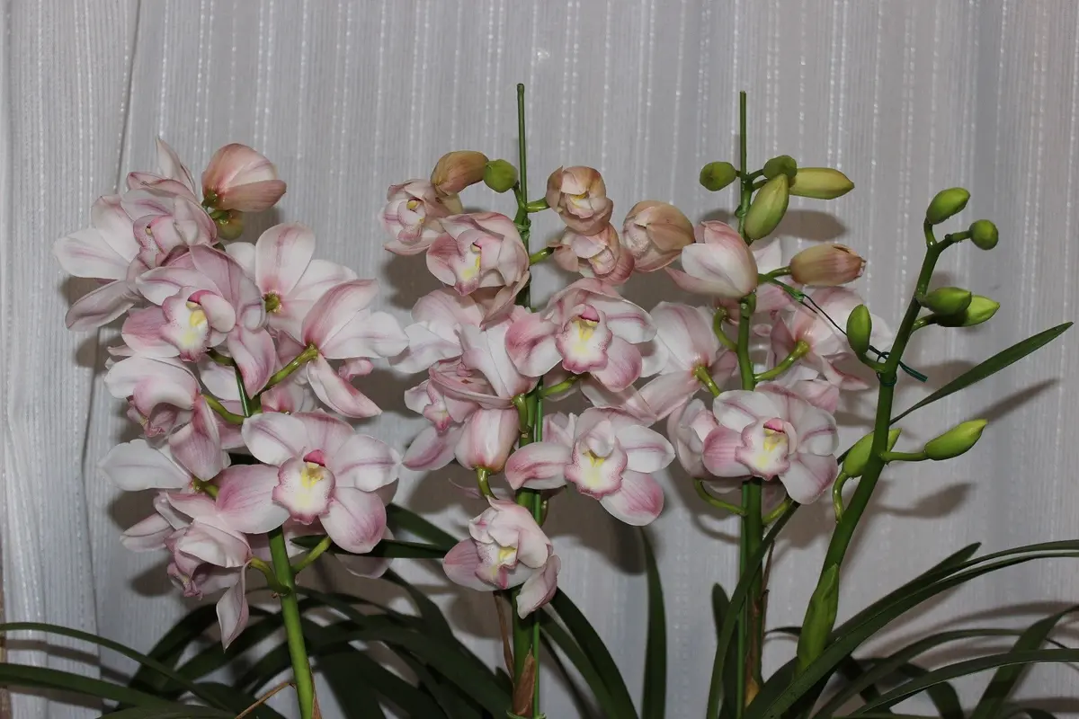 ｴﾝｻﾞﾝｽﾌﾟﾘﾝｸﾞﾊﾚﾙﾔ「シンビジューム」のアルバム-みんなの趣味の園芸77678