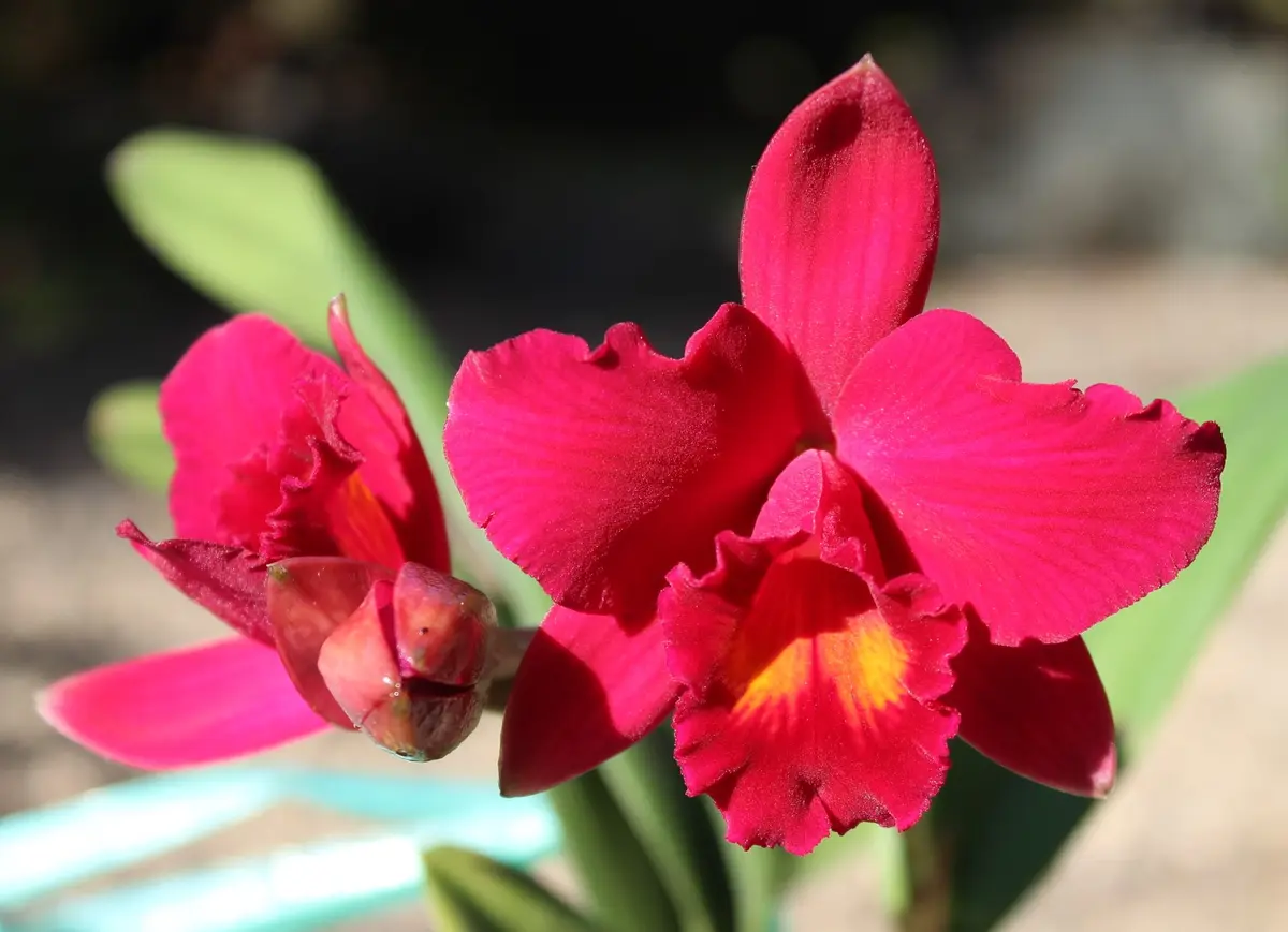 ミニカトレア 赤（2021.1.30撮影）「その他の蘭」のアルバム-みんなの