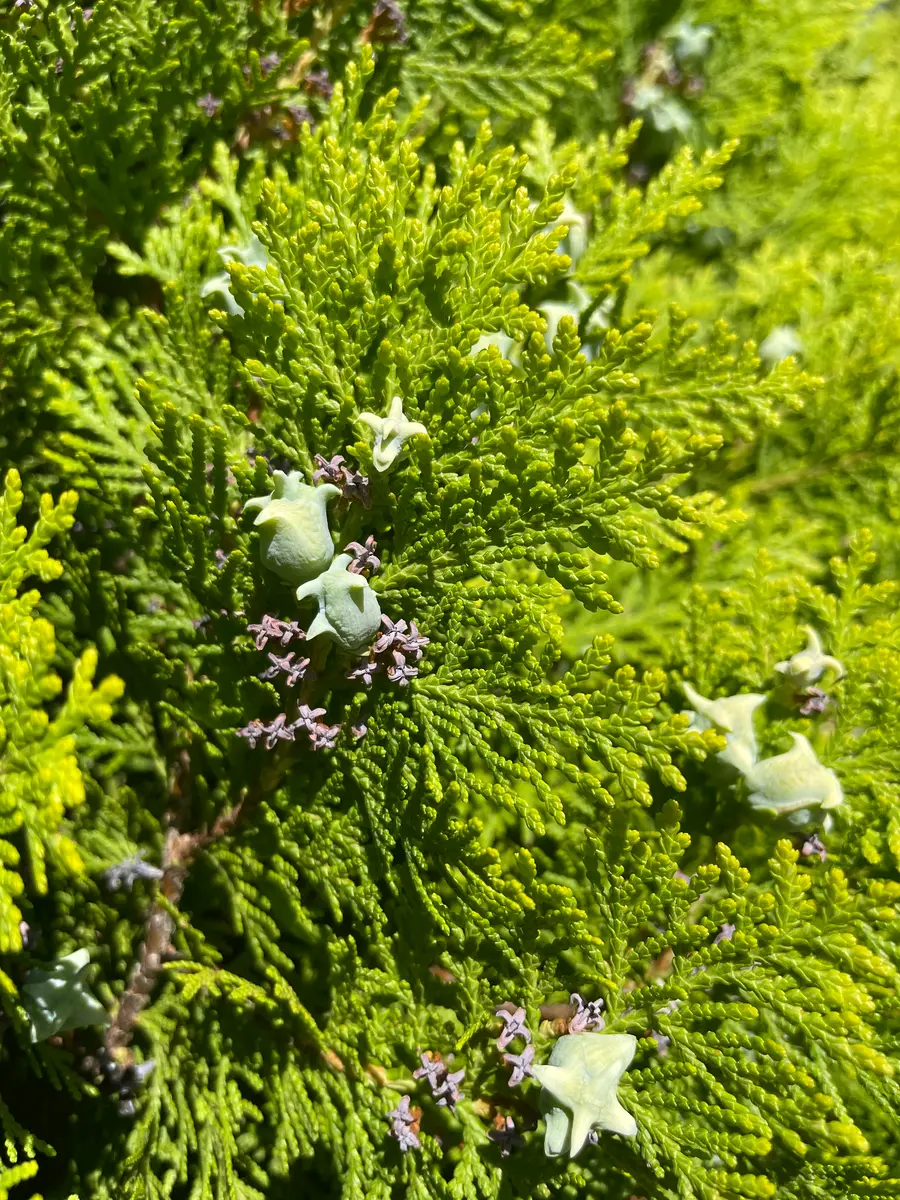 ヒバヒバの木に何がついてるかと思った「通り道で見つけた花」の