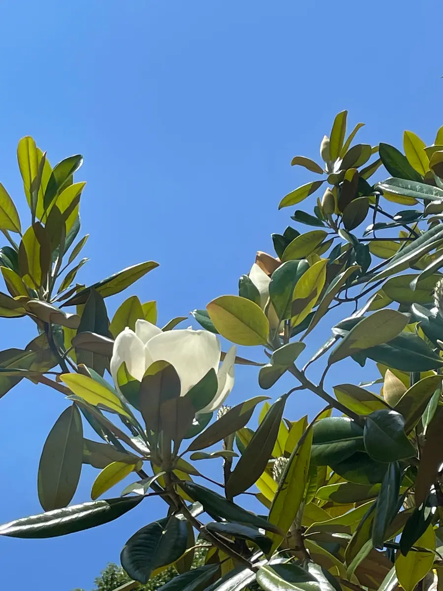 タイサンボク 枝 中型 タイサンボク 枝 中型 imgrc0116880954.jpg