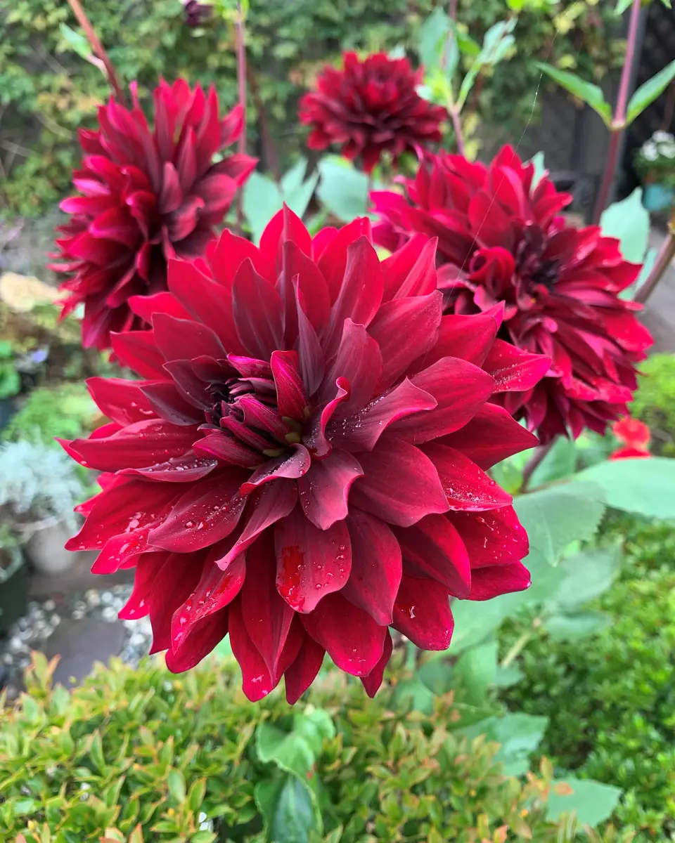 ダリア・黒蝶。一度に4輪の花が咲いて四「2022～2025 庭の花」の