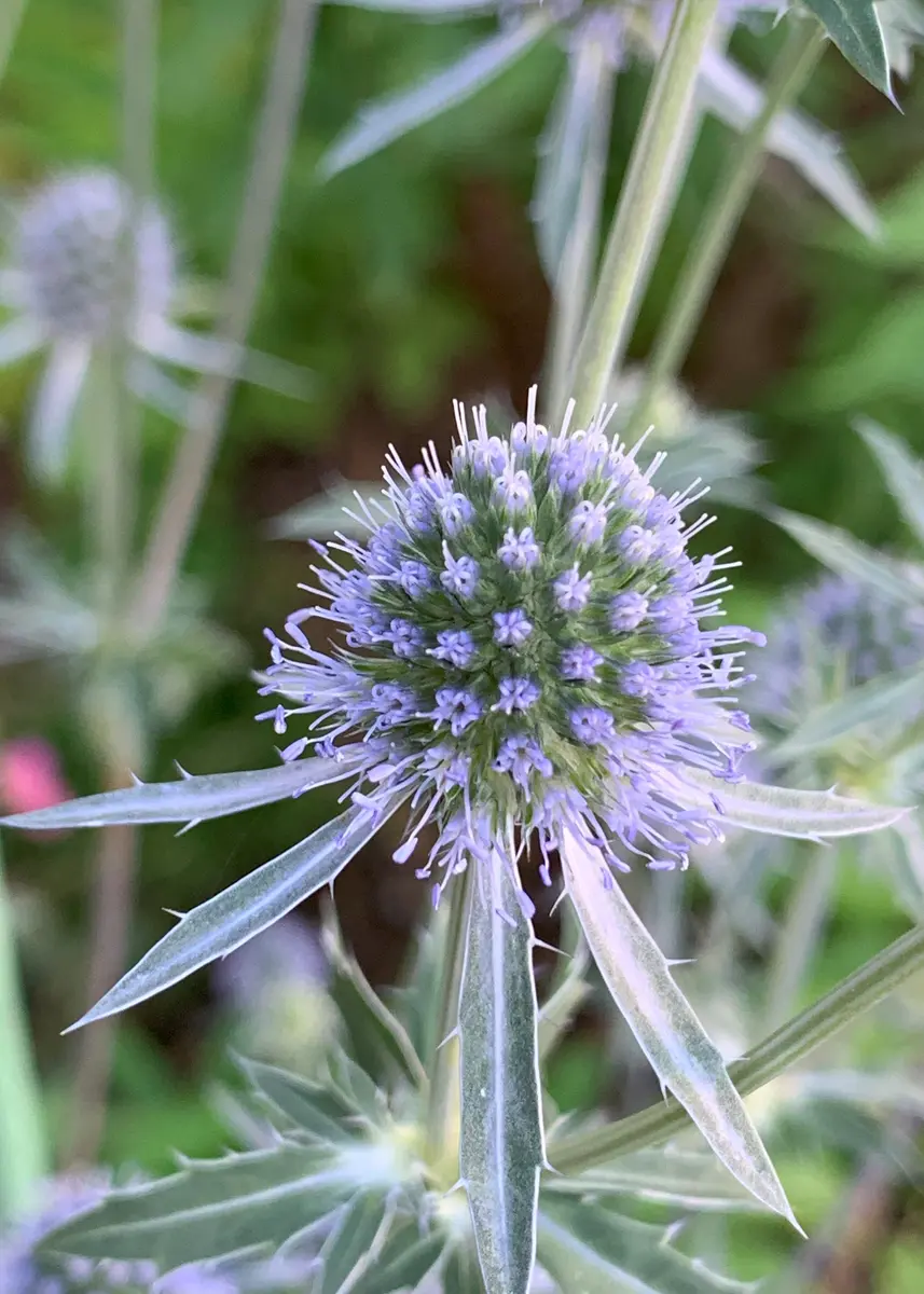 エリンジウムと紫陽花のパープル2Wayガーランドスターチスユーカリ貝細工