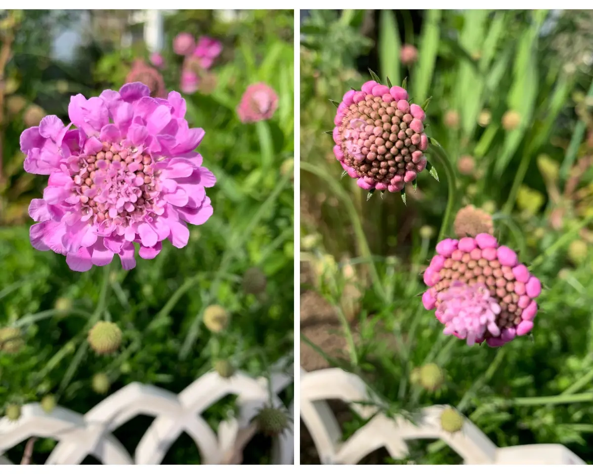 スカビオサ・アメジストピンク、咲き始「2022～2025 庭の花」の