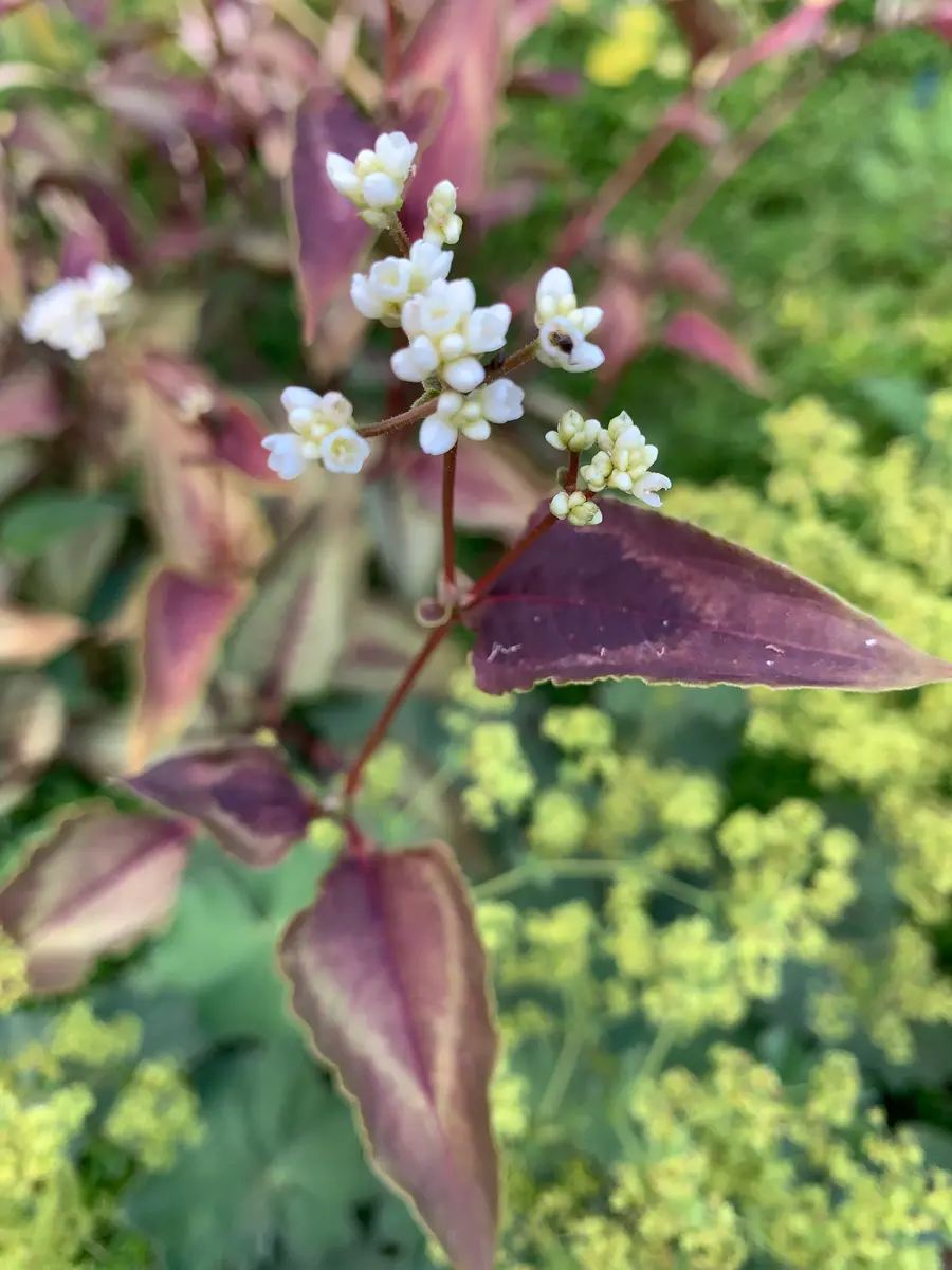 ペルシカリア・レッドドラゴン。「2022～2025 庭の花」のアルバム