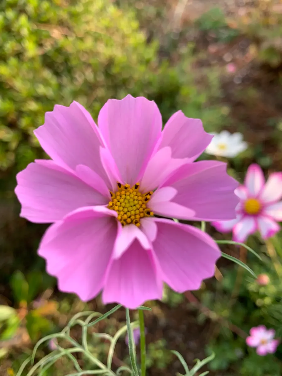 ミックス種のコスモス、花びらが立体的「2022～2025 庭の花」の