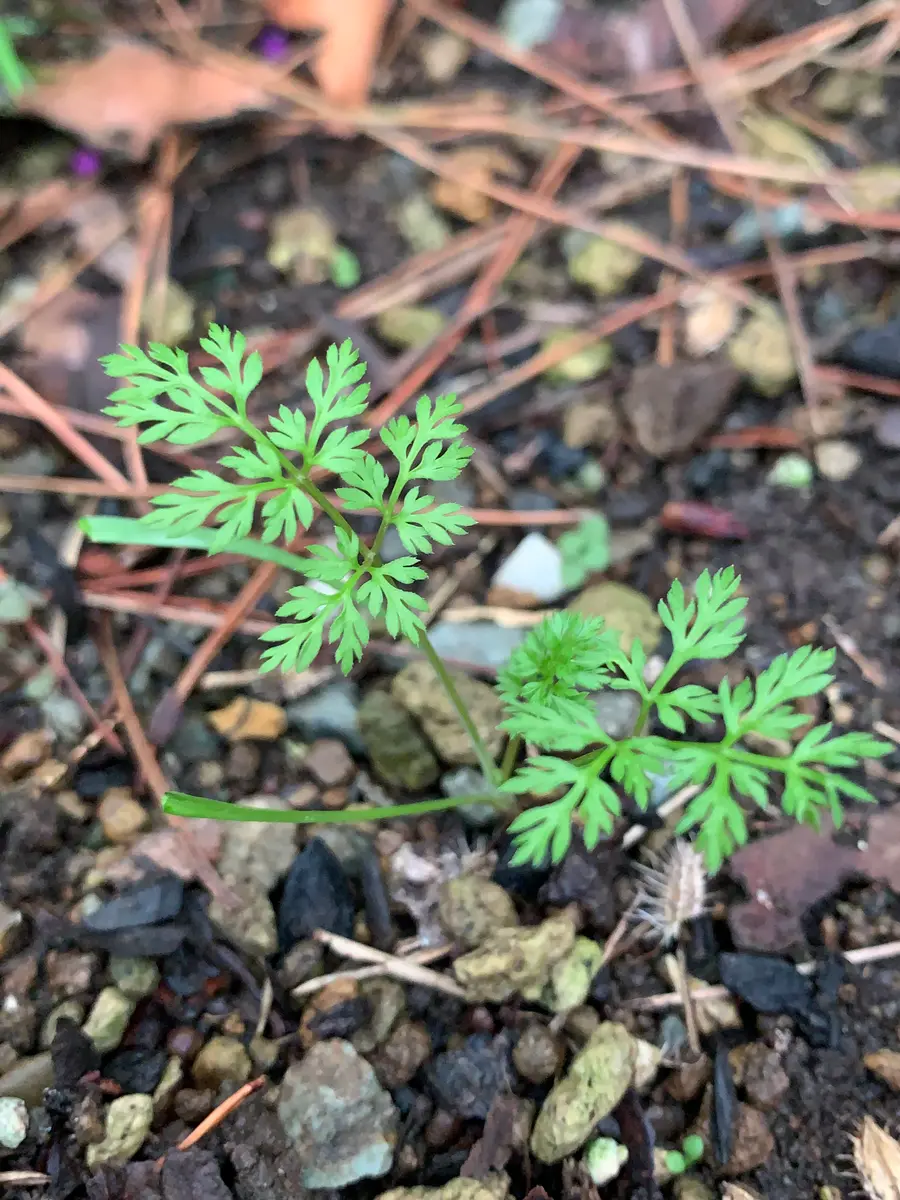 福袋 オンライン 春に咲いたオルレアのこぼれ種っ子。あ「2022～2025 庭の花 フラワー・リース