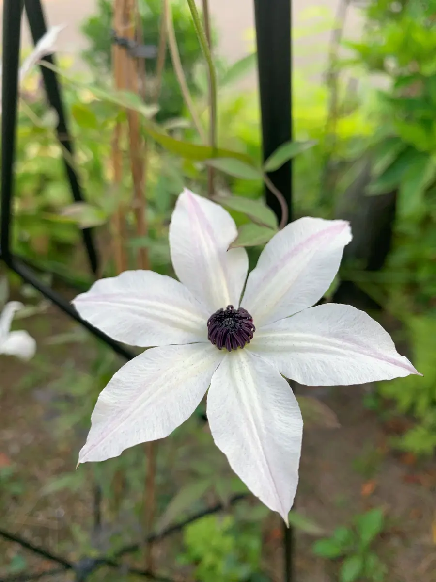 いラインアップ クレマチス（春咲き）の写真-みんなの趣味の園芸2472317 その他