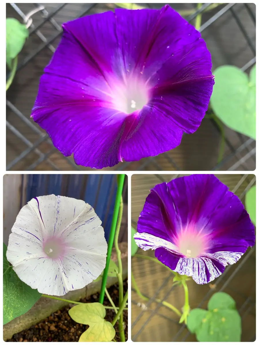 江戸風情　あさがお　朝顔　5苗 江戸風情 あさがお 朝顔 5苗 朝顔「江戸風情」。様々な模様の花が次「