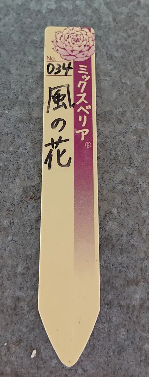 おらいさん苗。茨城県。多肉されている「多肉植物のネームタグ
