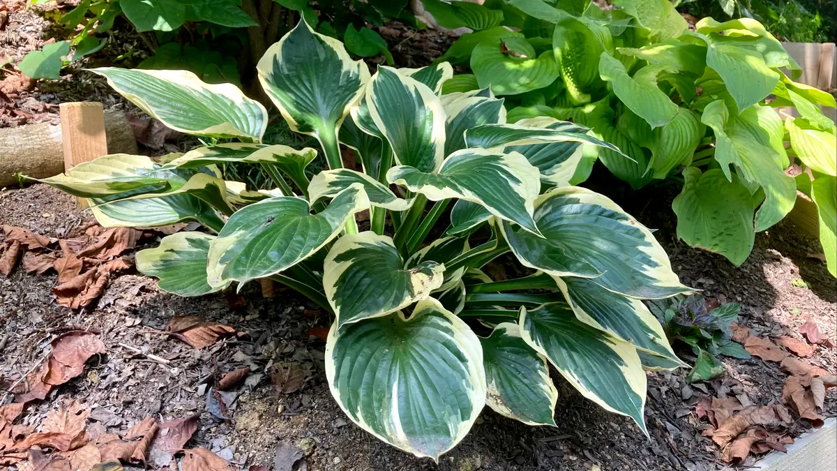 ギボウシ　　きくりんさん‼️ ギボウシ きくりんさん‼️