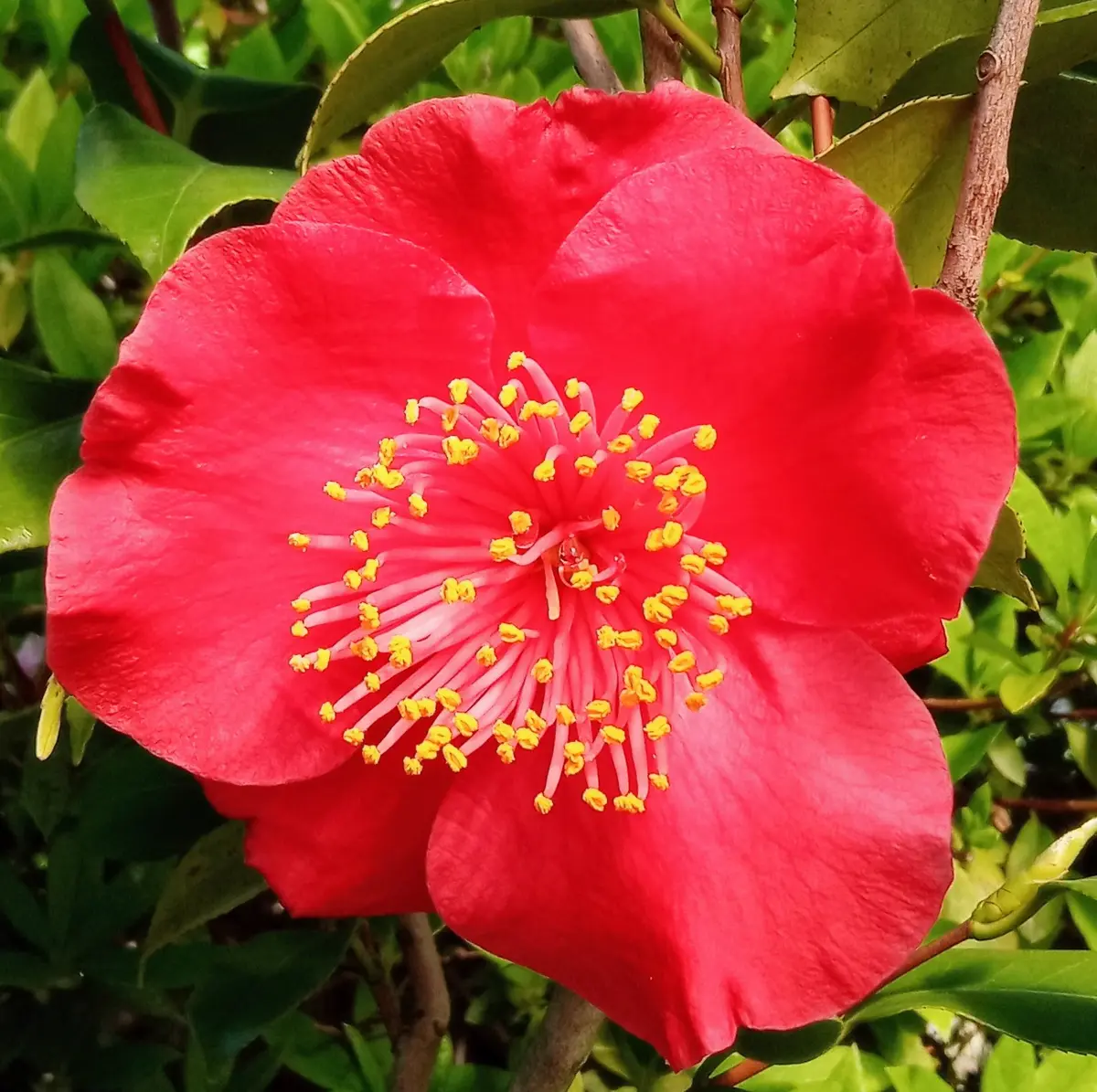 【ギフ_包装】 肥後椿 品種忘れたけど「日の丸」に似「2022年4月の花」の 盆栽