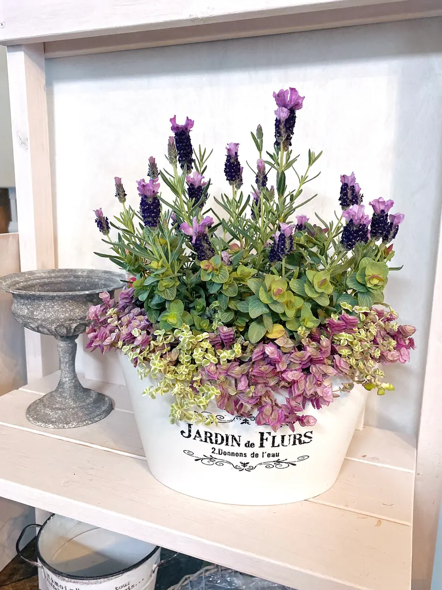 フレンチラベンダー、オレガノミルフィ「寄せ植えや、鉢もの♪」の
