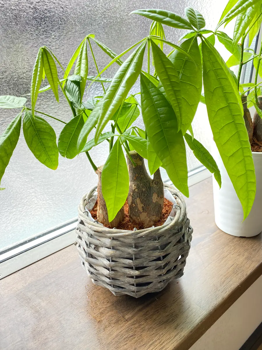 匿名無料】 パキラ 双子 観葉植物 インテリア 初心者の方にも