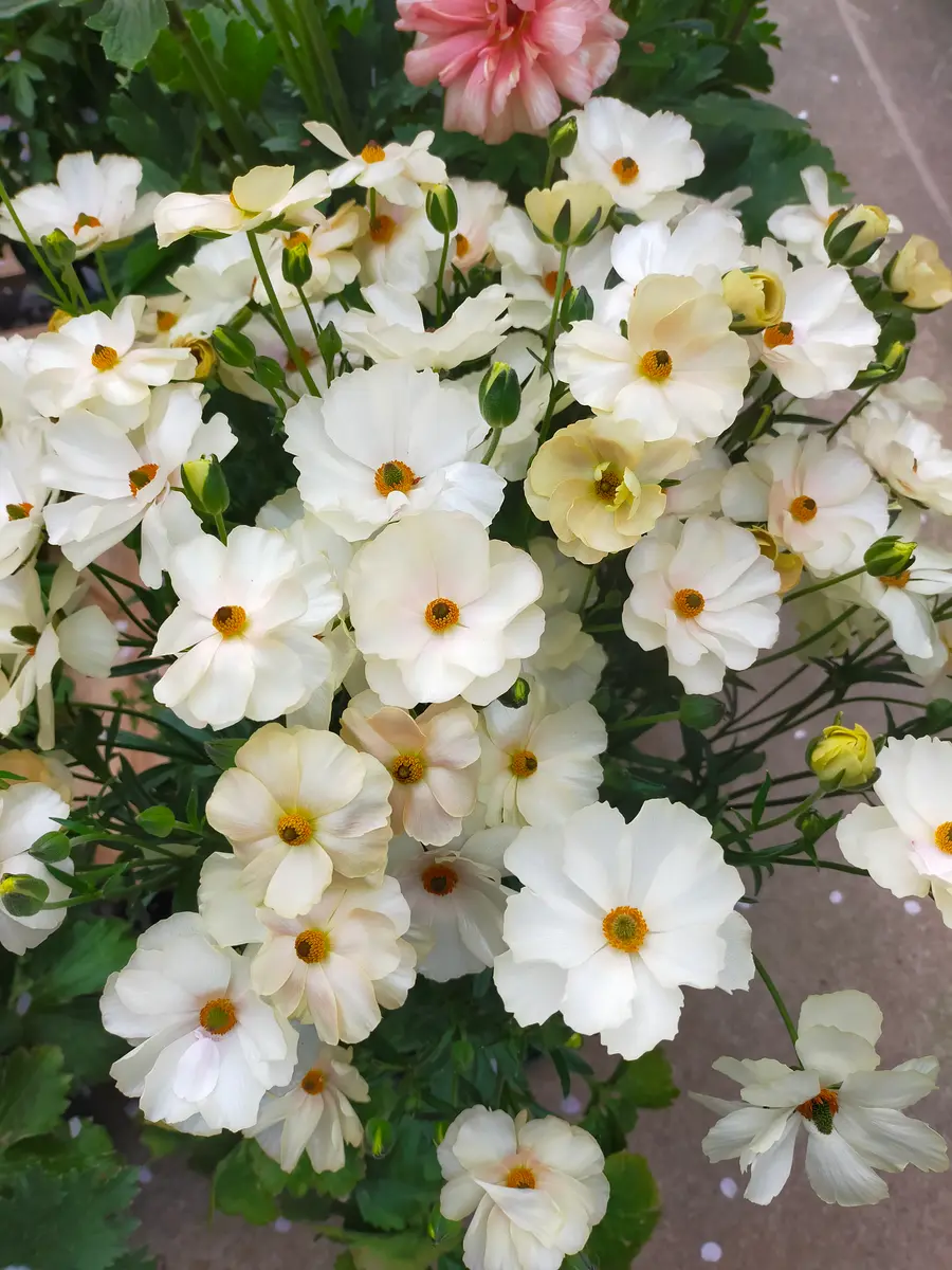 ラナンキュラスラックス ケラモス。控「2022.4月~我が家の花