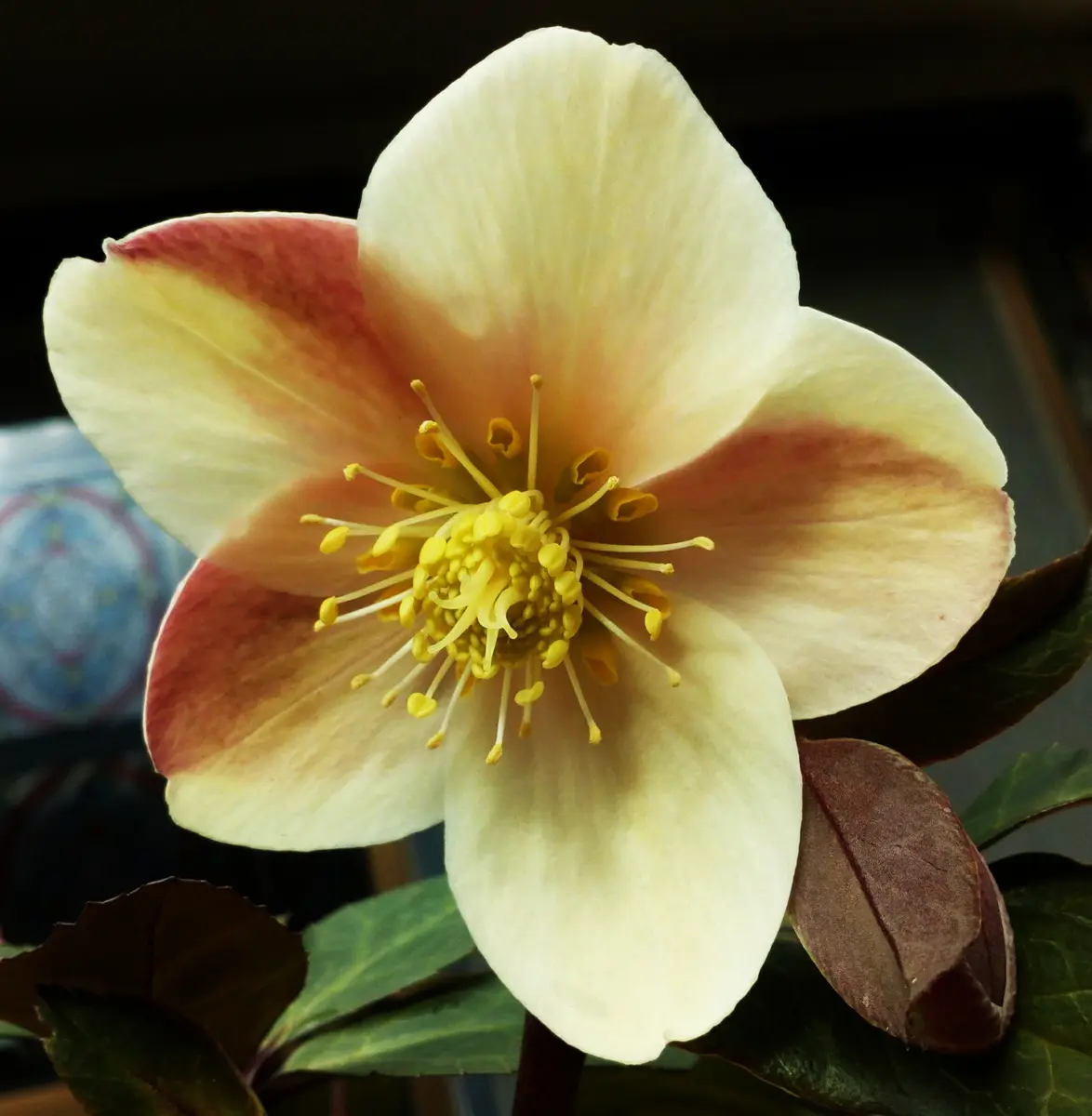 ㉕-310クリスマスローズ ㉖-310クリスマスローズ