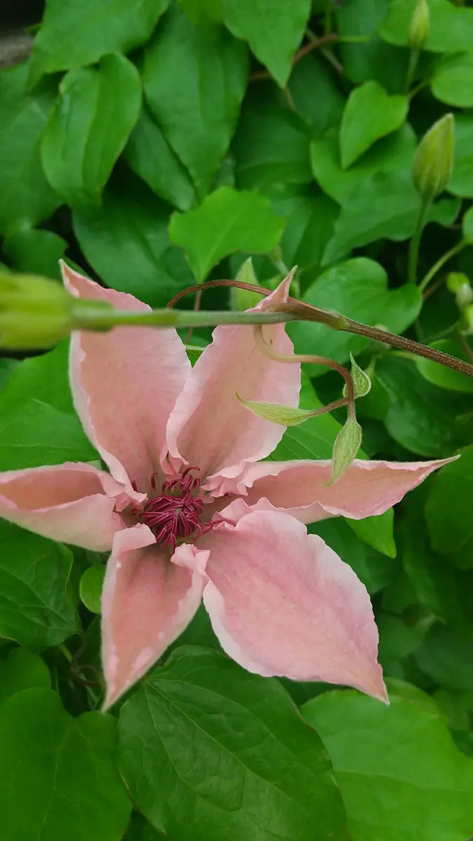 クレマチスピンクファンタジー2022/5/15「2022年春の花壇」のアルバム