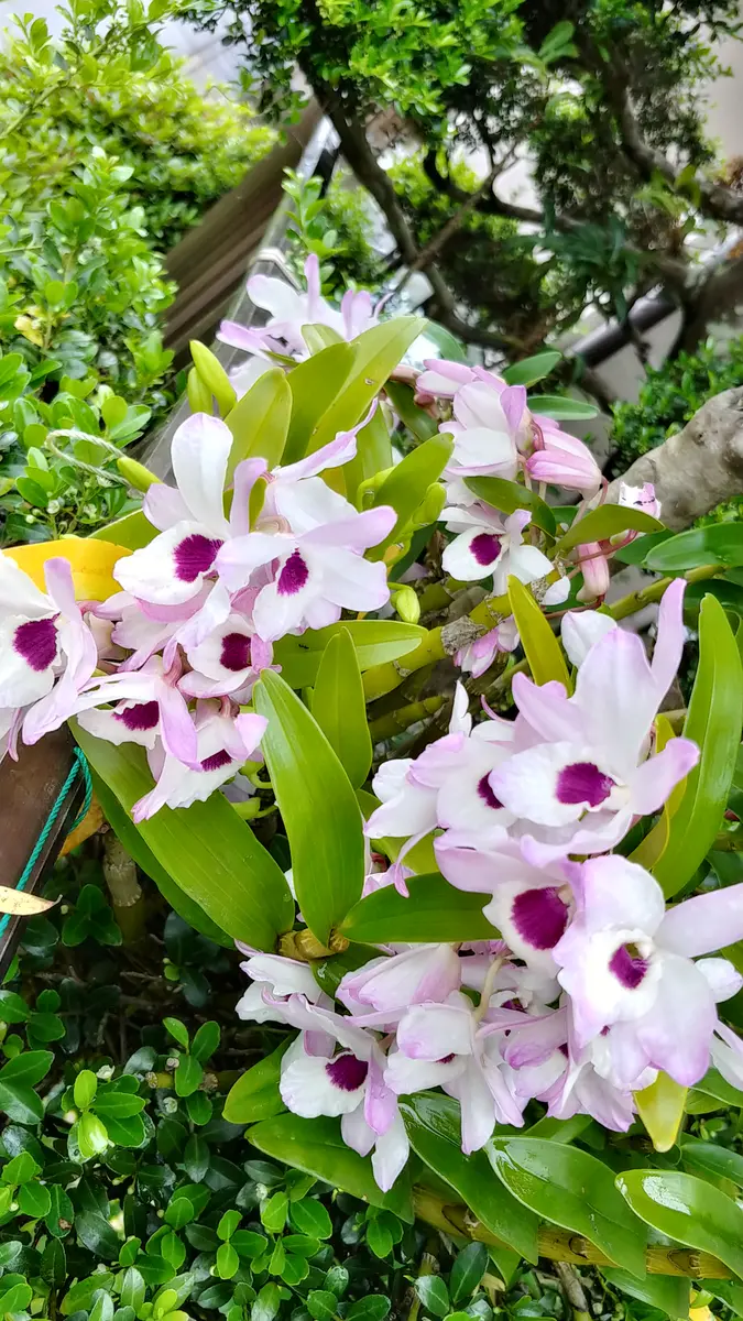 ツゲの木に置いてたら花が咲きました「2022年4月からの花」のアルバム