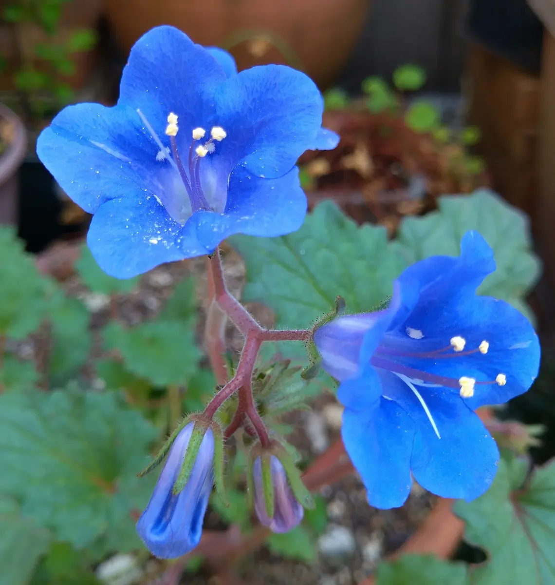 カリフォルニア ブルーベル「季節の花」のアルバム-みんなの趣味