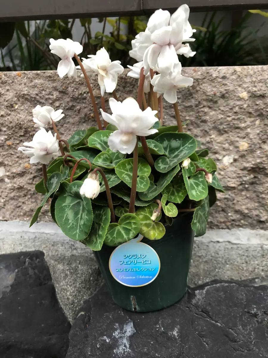 シクラメン フェアリーピコ プレミア「2022春からの忘備録」の