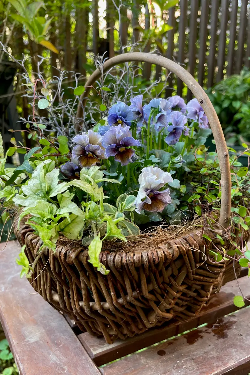 初冬 ビオラ'アクアレール'寄植え202「FY2022四季の庭」のアルバム