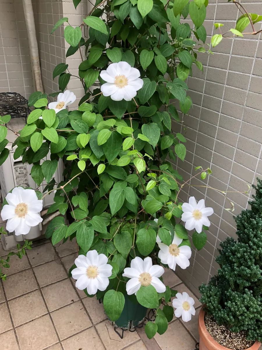 ブルーム様おまとめ クレマチス　愛州城♥️ 隠れた名花です クレマチス専門ナーセリー 及川フラグリーン 愛州城