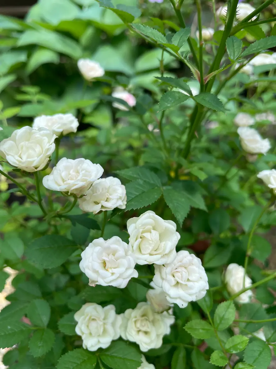 マイクロミニバラリトルウッズ花径1「庭の植物」のアルバム