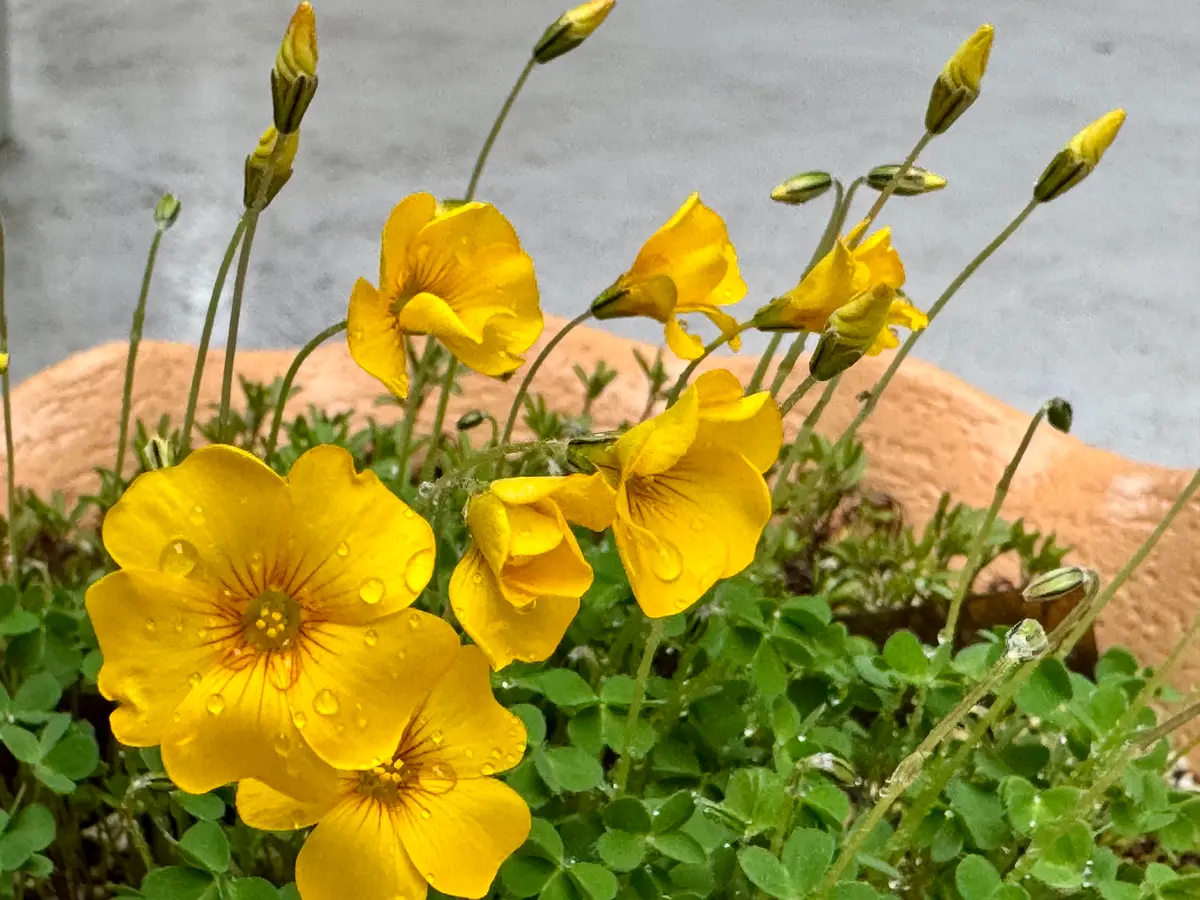 オキザリスロバータ小ぶりの花です。「庭の植物」のアルバム