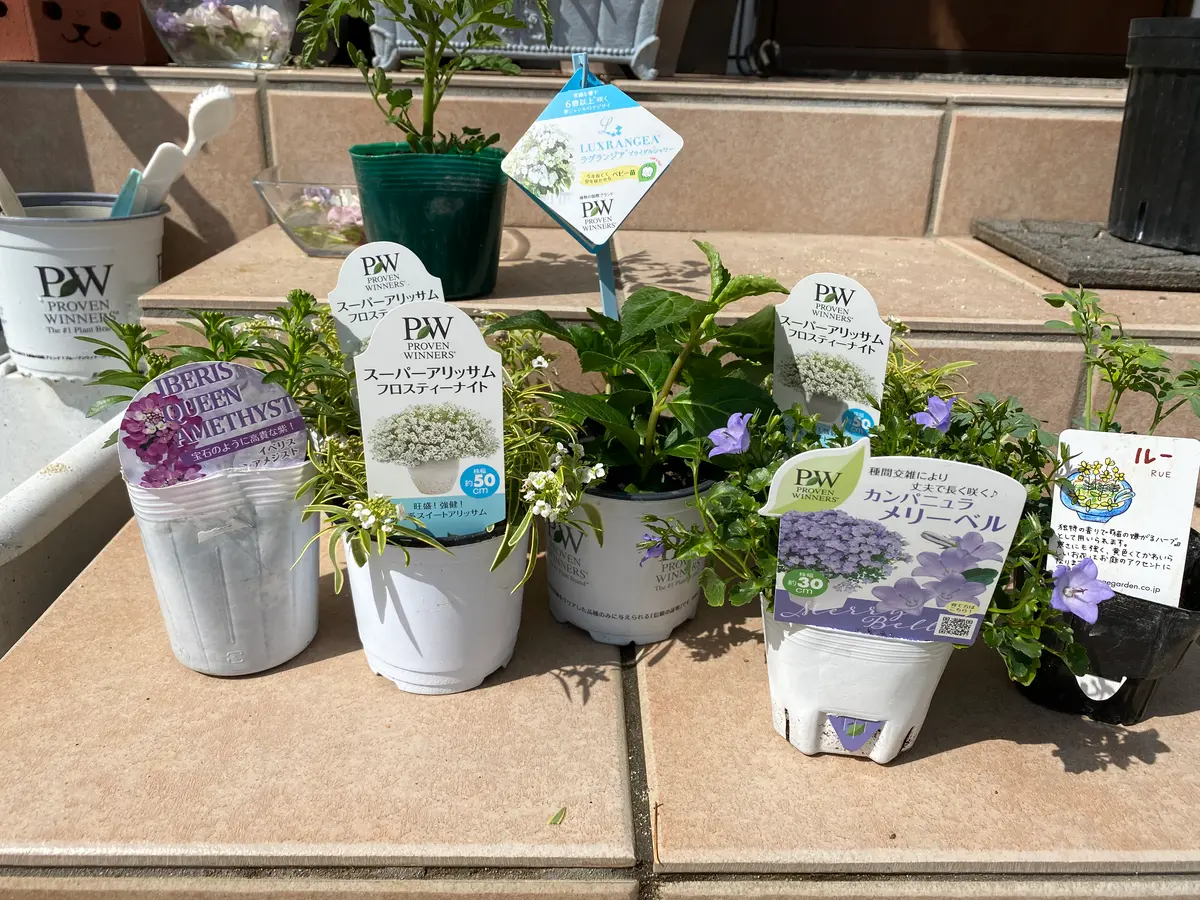 ホームセンター購入品。花壇の隙間埋め「花」のアルバム-みんなの