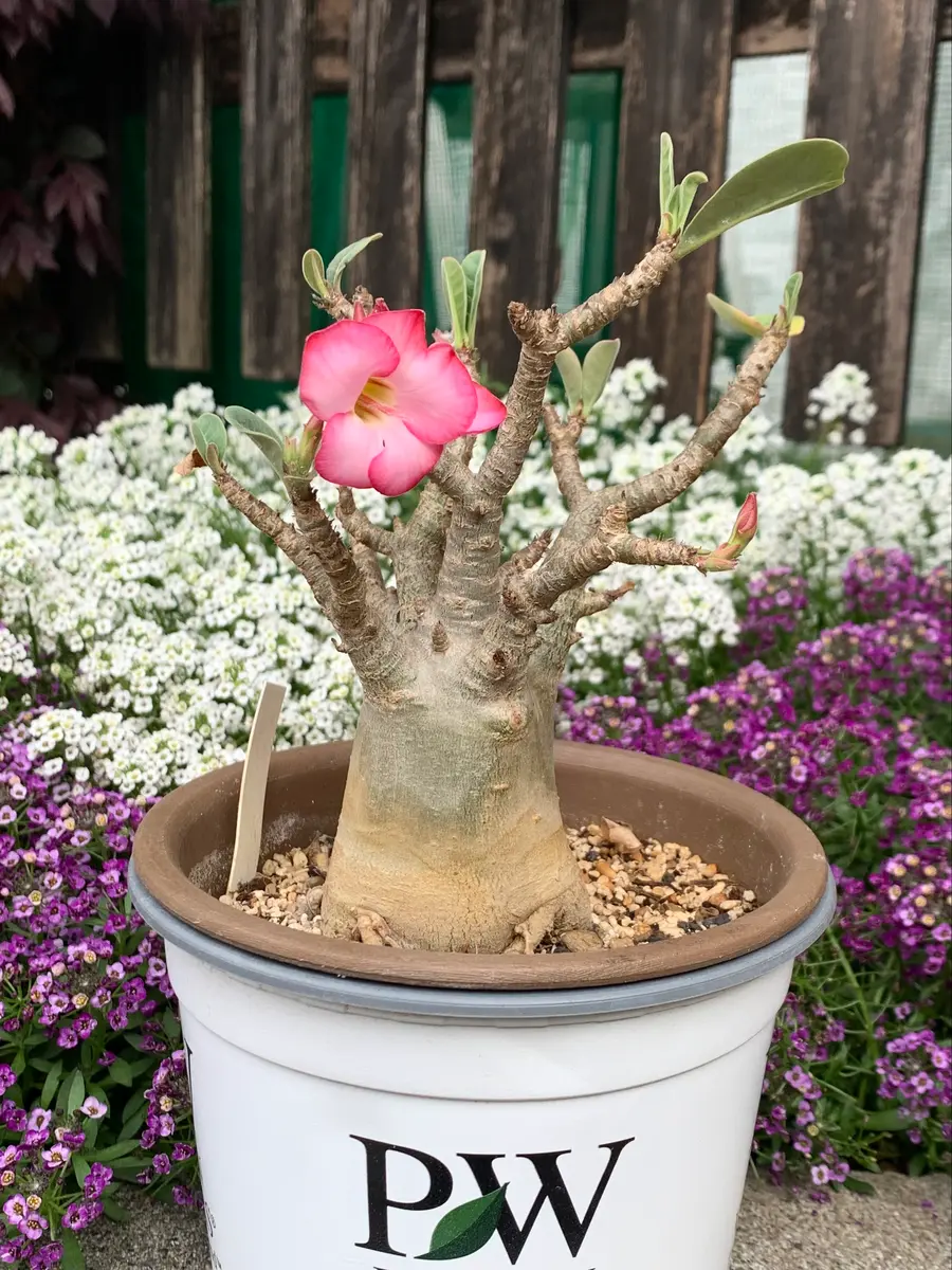 アデニウム 大株 塊根植物 植物 花