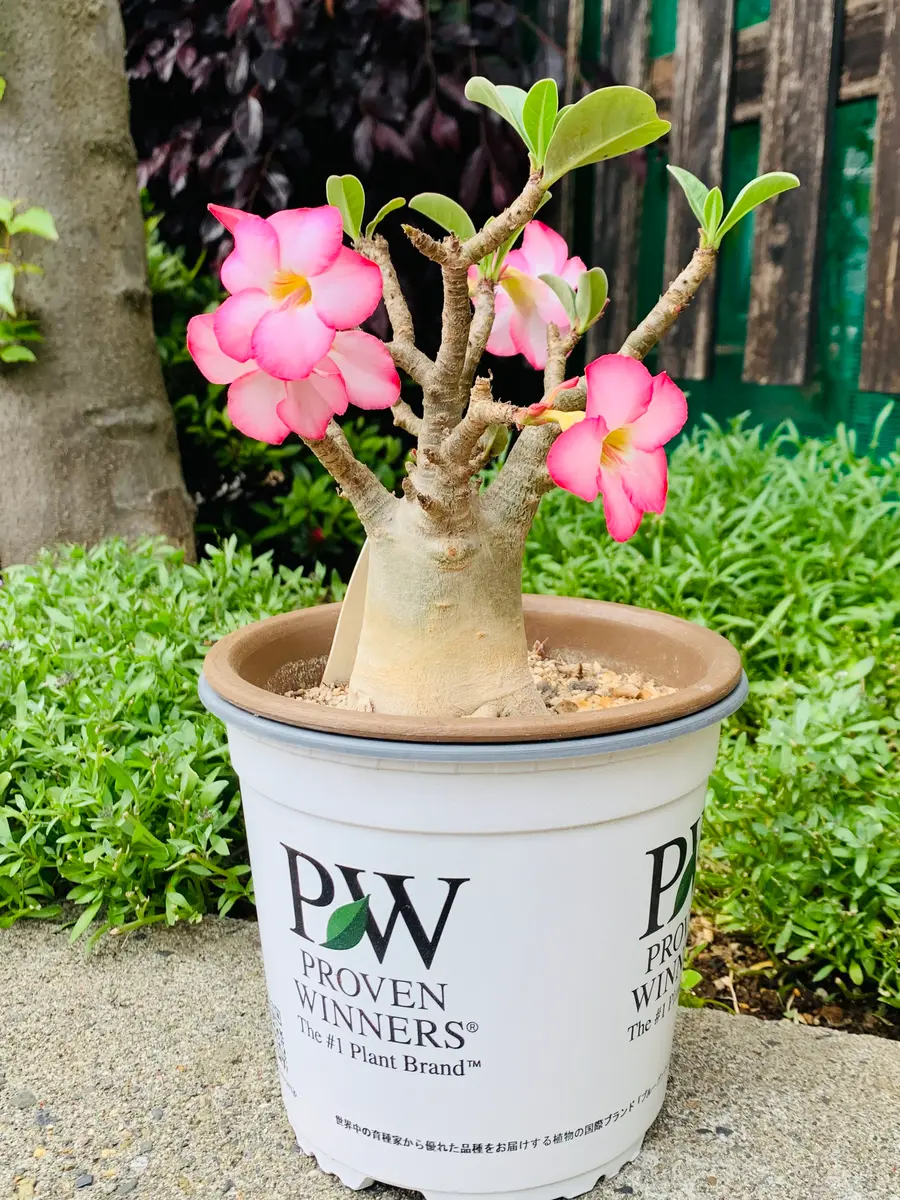 アデニウム 大株 塊根植物 植物 花