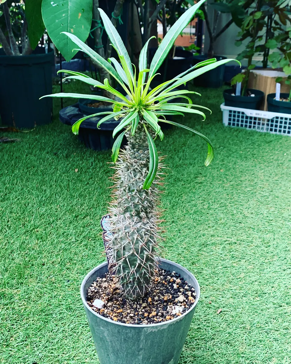 パキポディウムラメリー2019年5月に三「塊根植物&熱帯植物」の