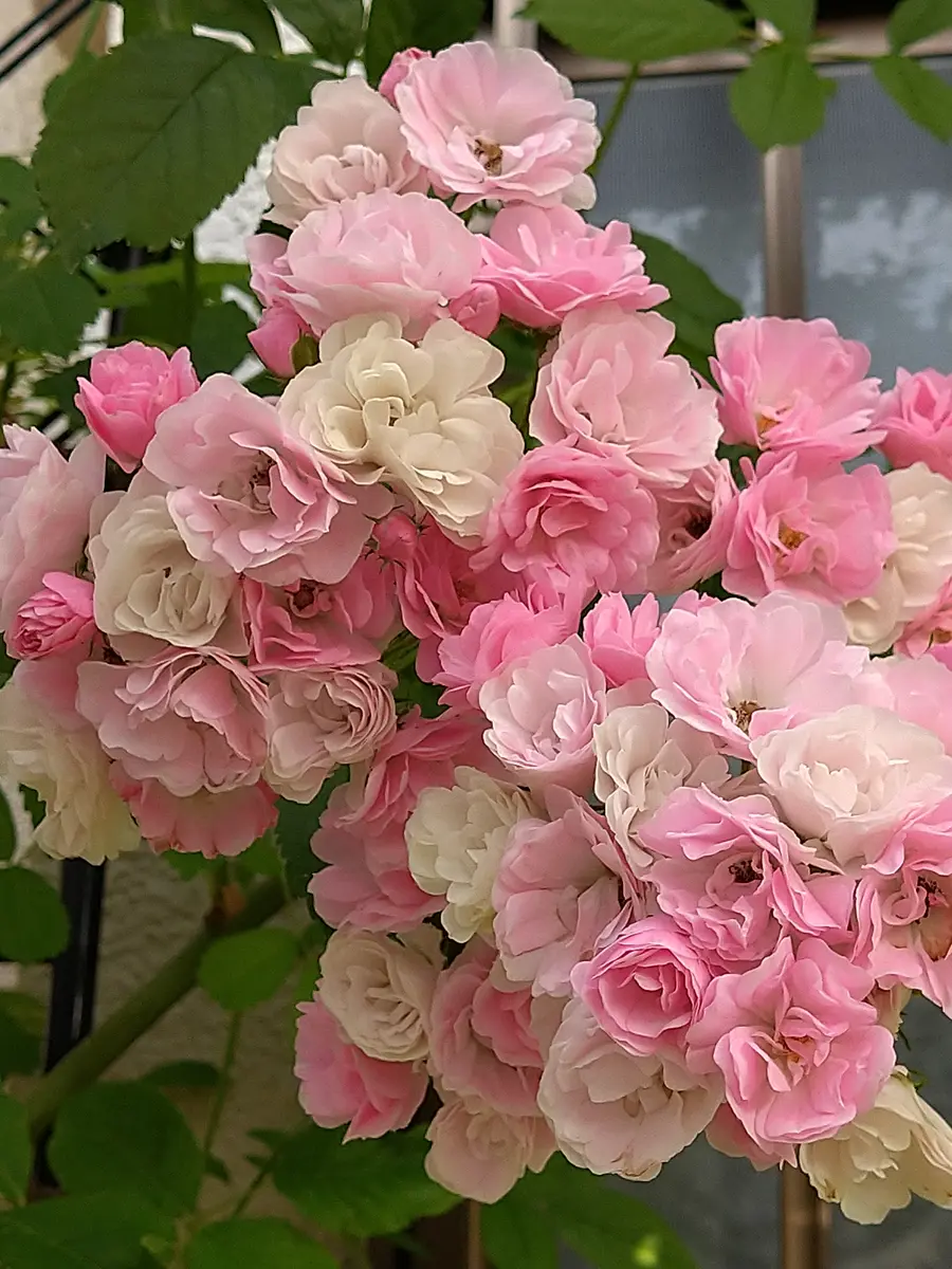 つるバラ?群舞（ぐんまい）同じ房の...「我が家のお花たち② 