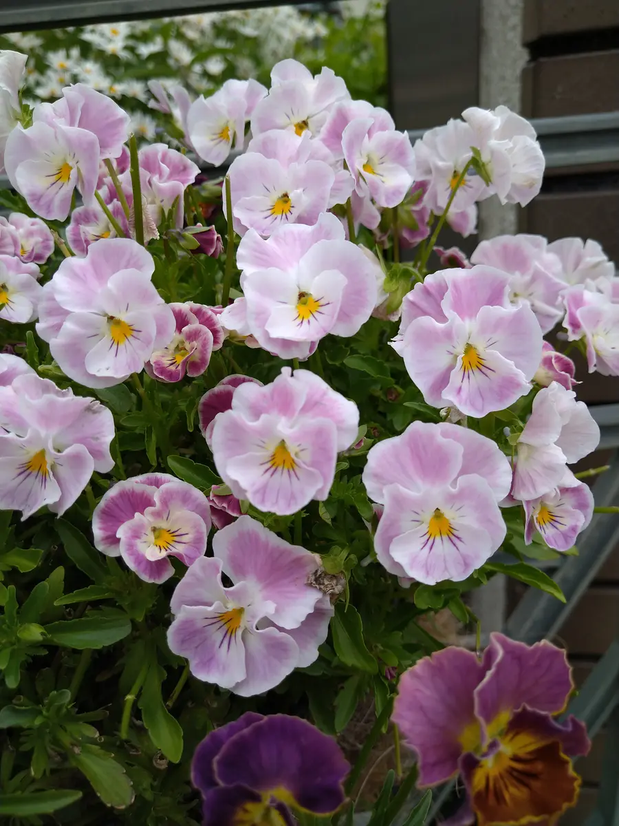 ビオラバレリーヌのチュチュ有島先生「我が家のお花たち②'22春