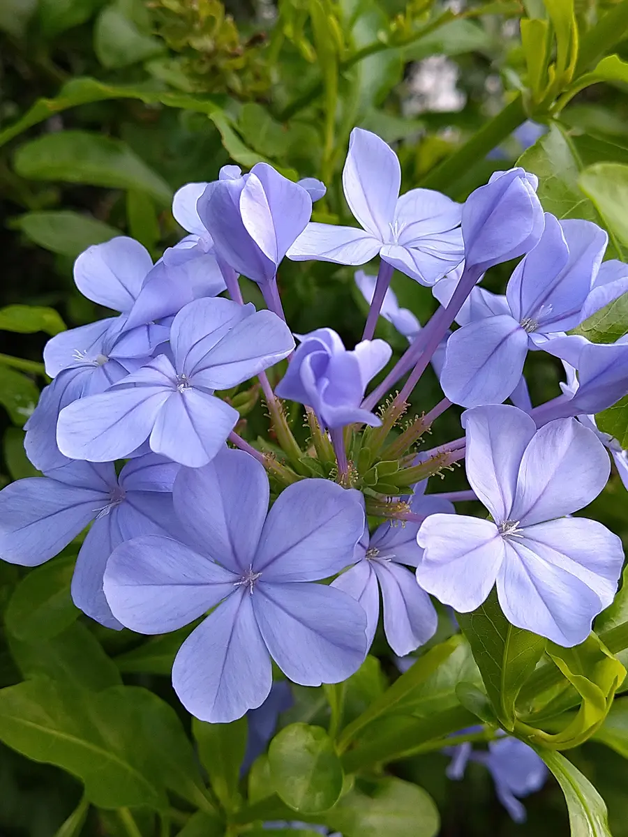 ルリマツリ（プルンバゴ）の写真-みんなの趣味の園芸1730062