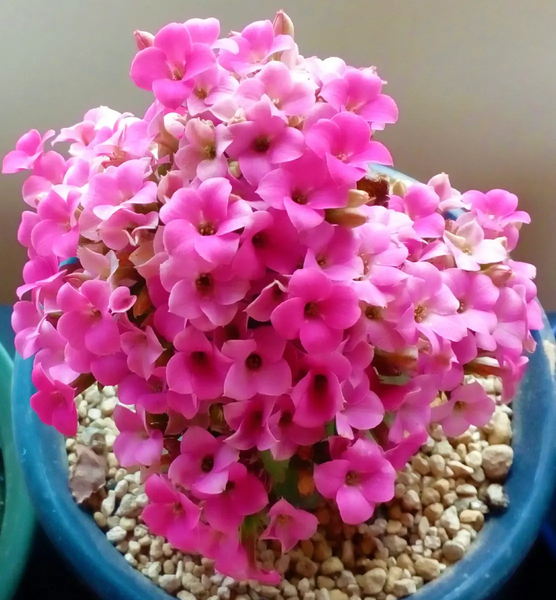 今日のピンクの『カランコエ』💗 マ「我が家の観葉植物、多肉