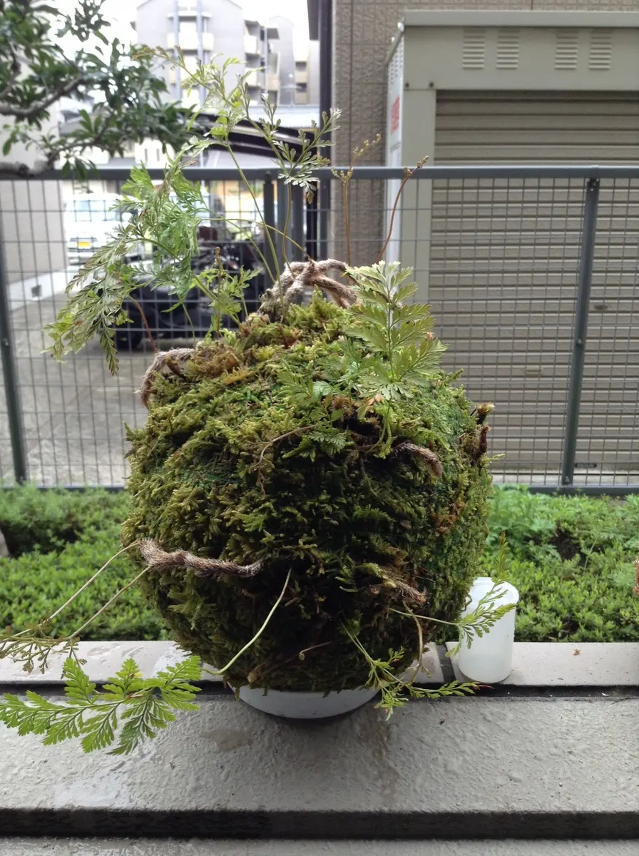 常盤シノブの特大「苔玉盆栽」のアルバム-みんなの趣味の園芸92135