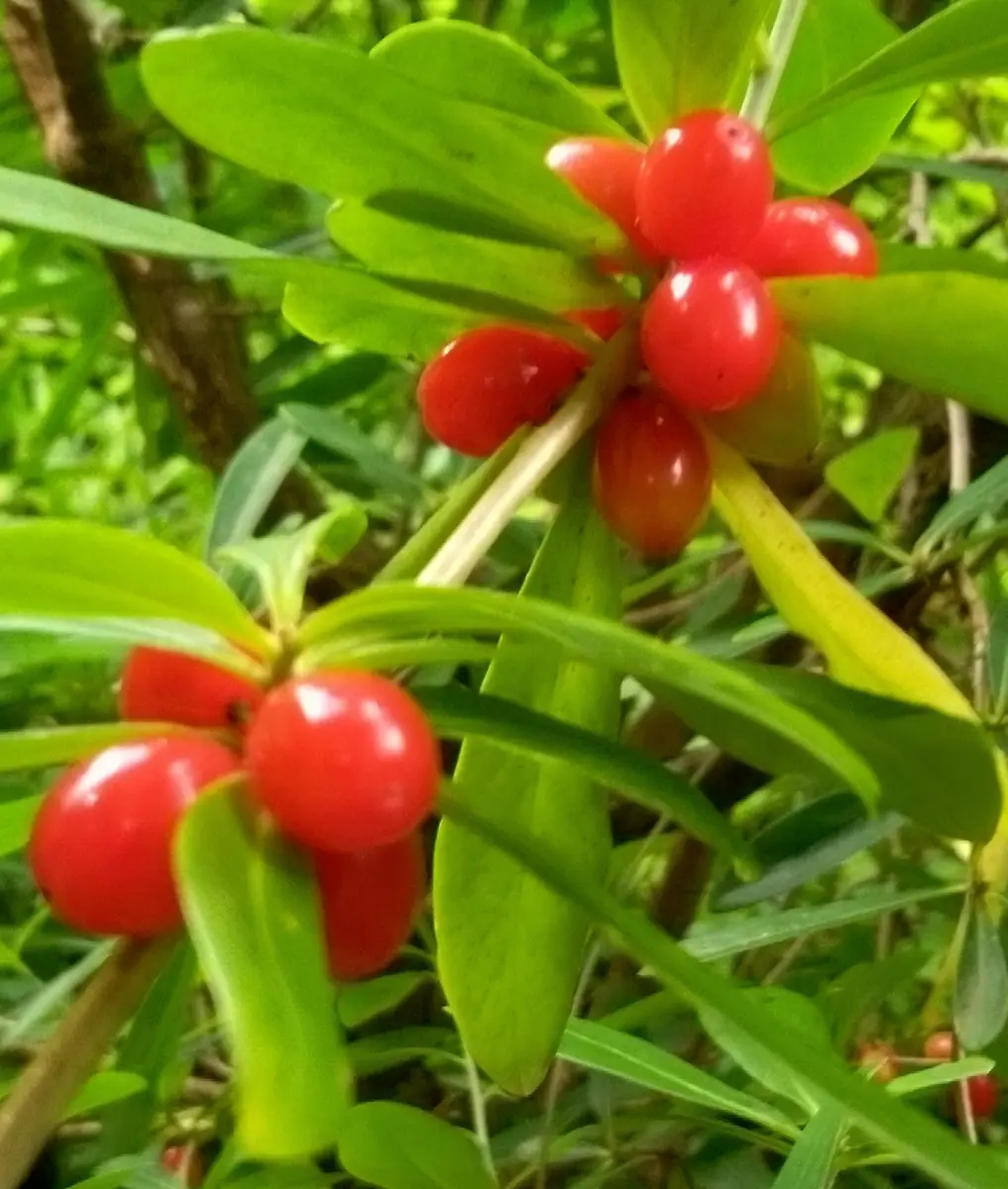 5月25日 ナニワズの果実 (有毒植物)「薬用植物園で咲く花」の