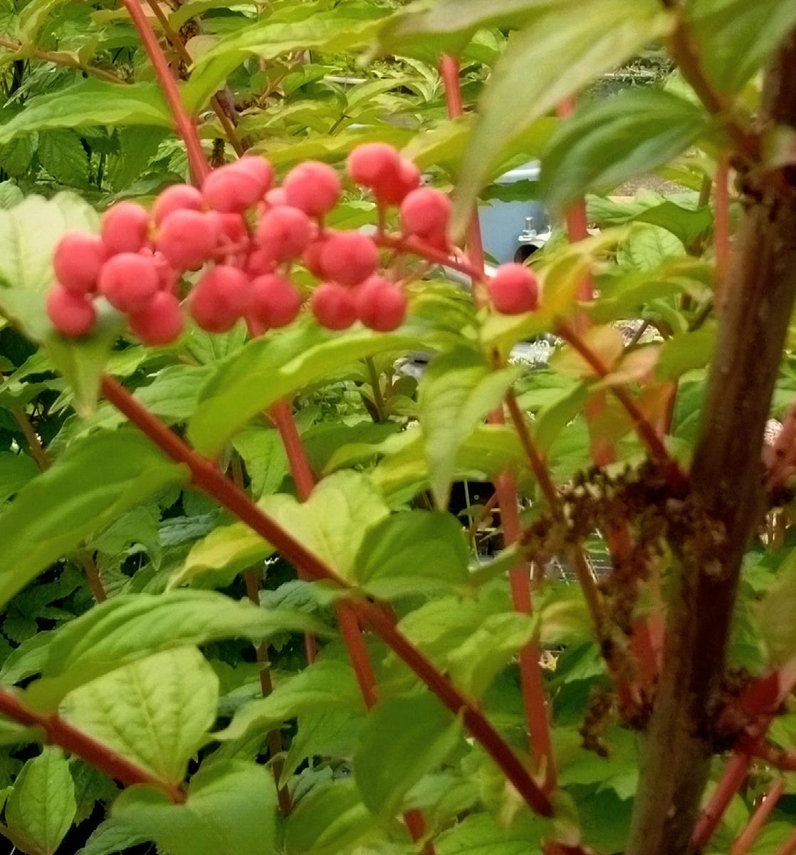 5月25日 ドクウツギ (猛毒植物)北海薬用植物園で咲く花｜アルバム