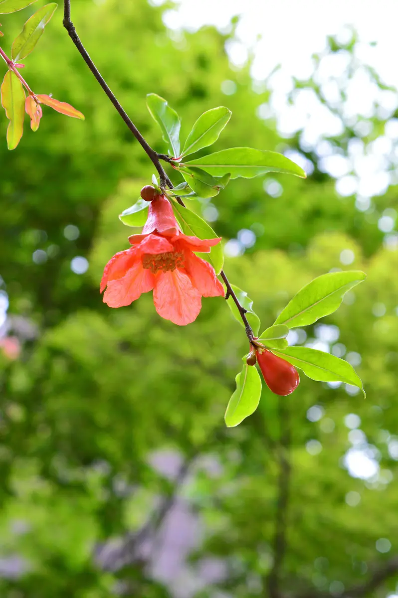今朝のザクロの花ザクロ（柘榴）Punic「春から初夏の花。」の
