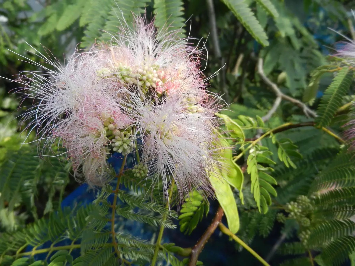 斑入りネムノキの花が咲きました。種子「斑入り植物の栽培と育種