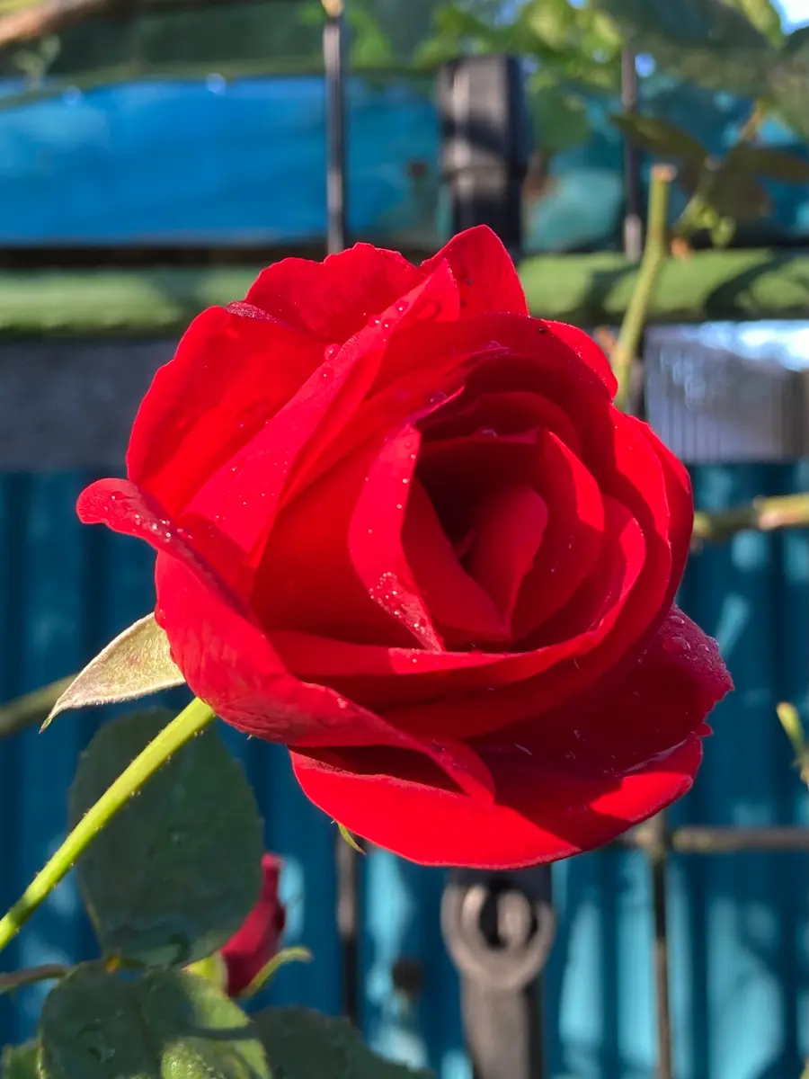 湖に咲く薔薇　３枚セット 2025年最新】湖に咲く薔薇の人気アイテム - メルカリ
