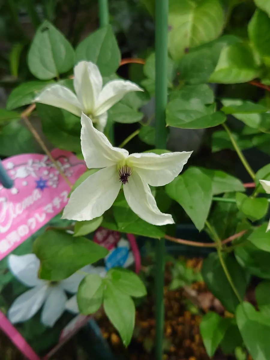 フォーエバーフレンズ「クレマチス」のアルバム-みんなの趣味の園芸1720821