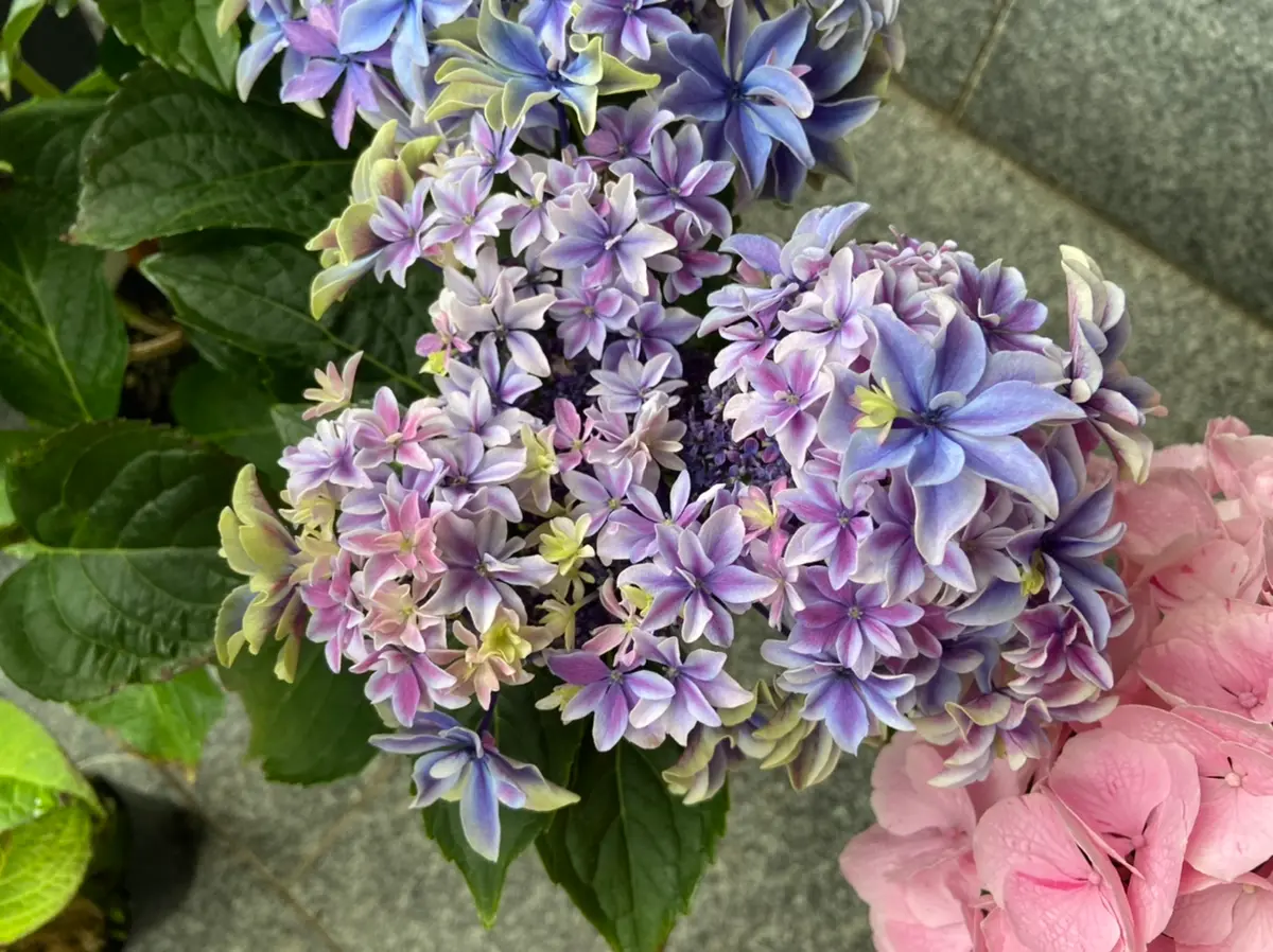 月虹(げっこう)「紫陽花(2022年)」のアルバム-みんなの趣味の園芸1651848