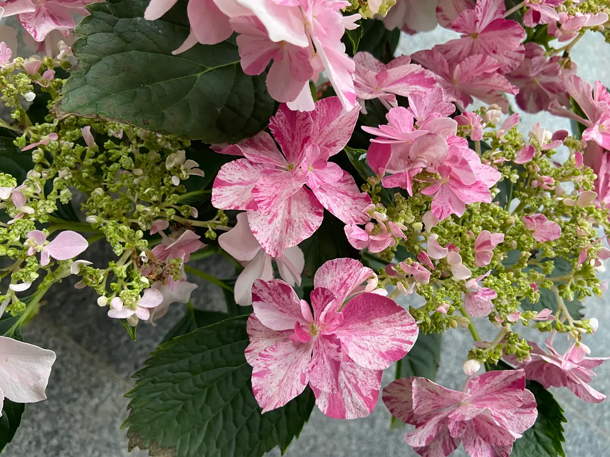 紫陽花( 2022年作) 新種の紫陽花 ・ ・ ・ オレンジ色の紫陽花⁉️ 新種の紫陽花を