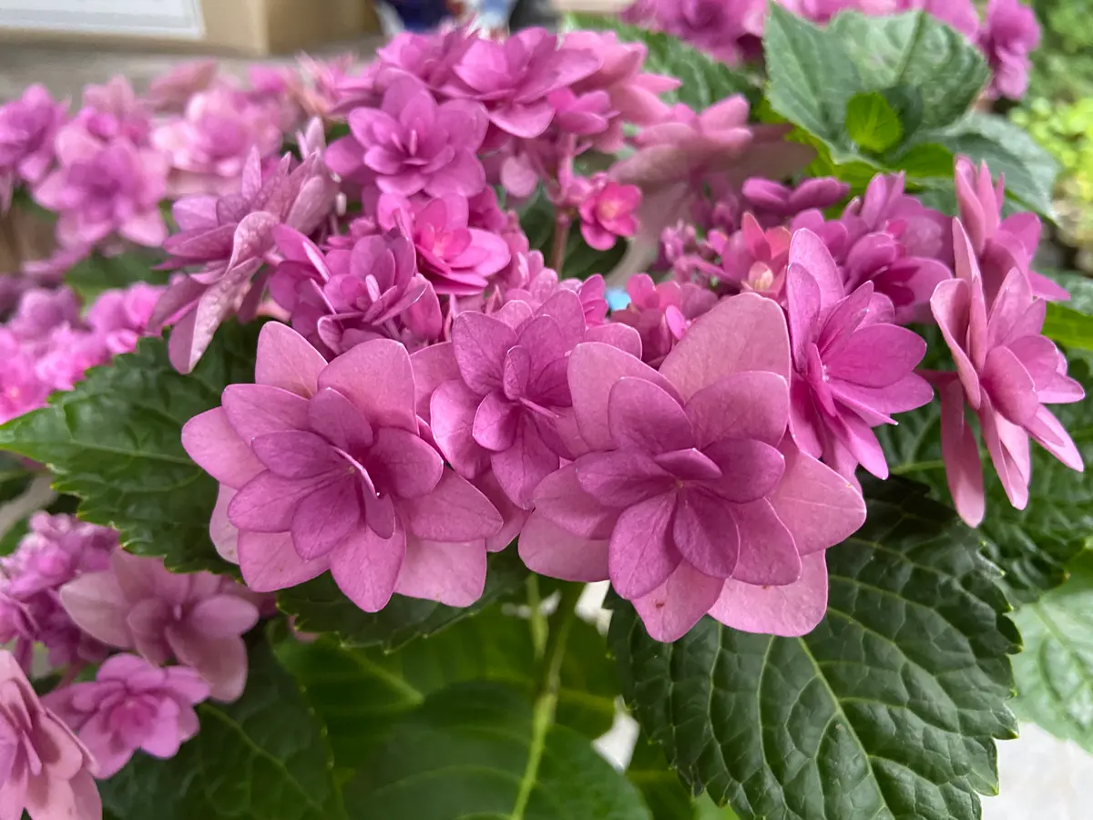 卑弥呼「紫陽花(2022年)」のアルバム-みんなの趣味の園芸1651841